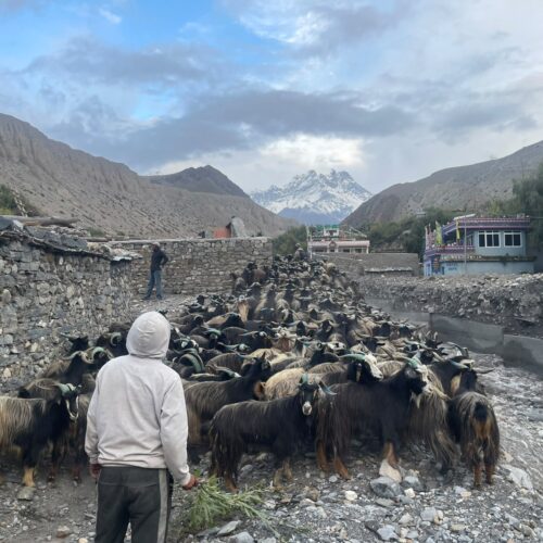 दसैँको चहलपहलसँगै पोखरा झर्न थाले च्याङ्ग्रा (तस्बिरहरु)